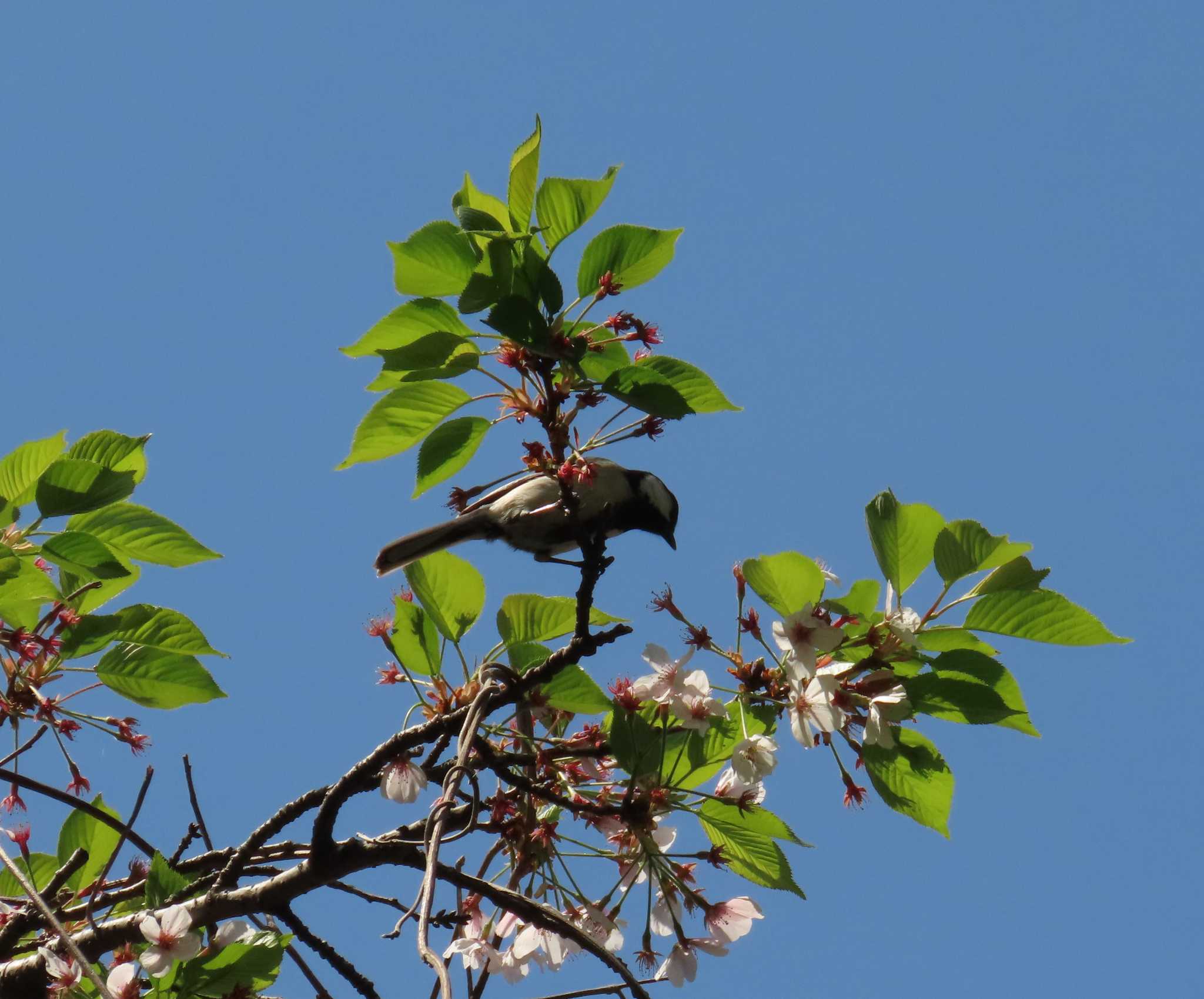 Photo of Japanese Tit at Kasai Rinkai Park by チョコレート