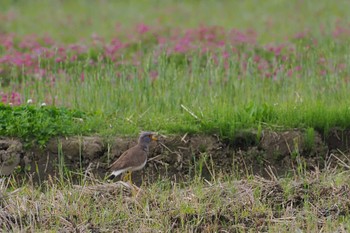 Grey-headed Lapwing 浮島ヶ原自然公園 Sun, 4/21/2024