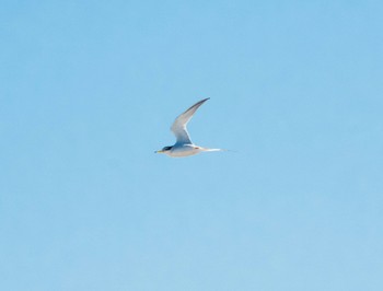 Little Tern 多摩川 Sat, 4/30/2022