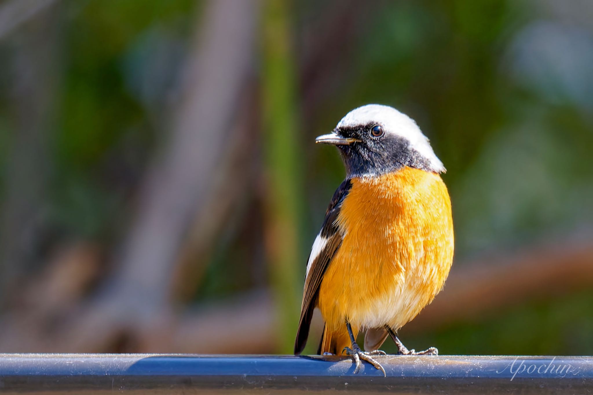 Daurian Redstart