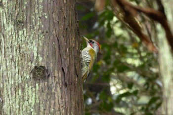 Japanese Green Woodpecker 再度山 Mon, 4/22/2024