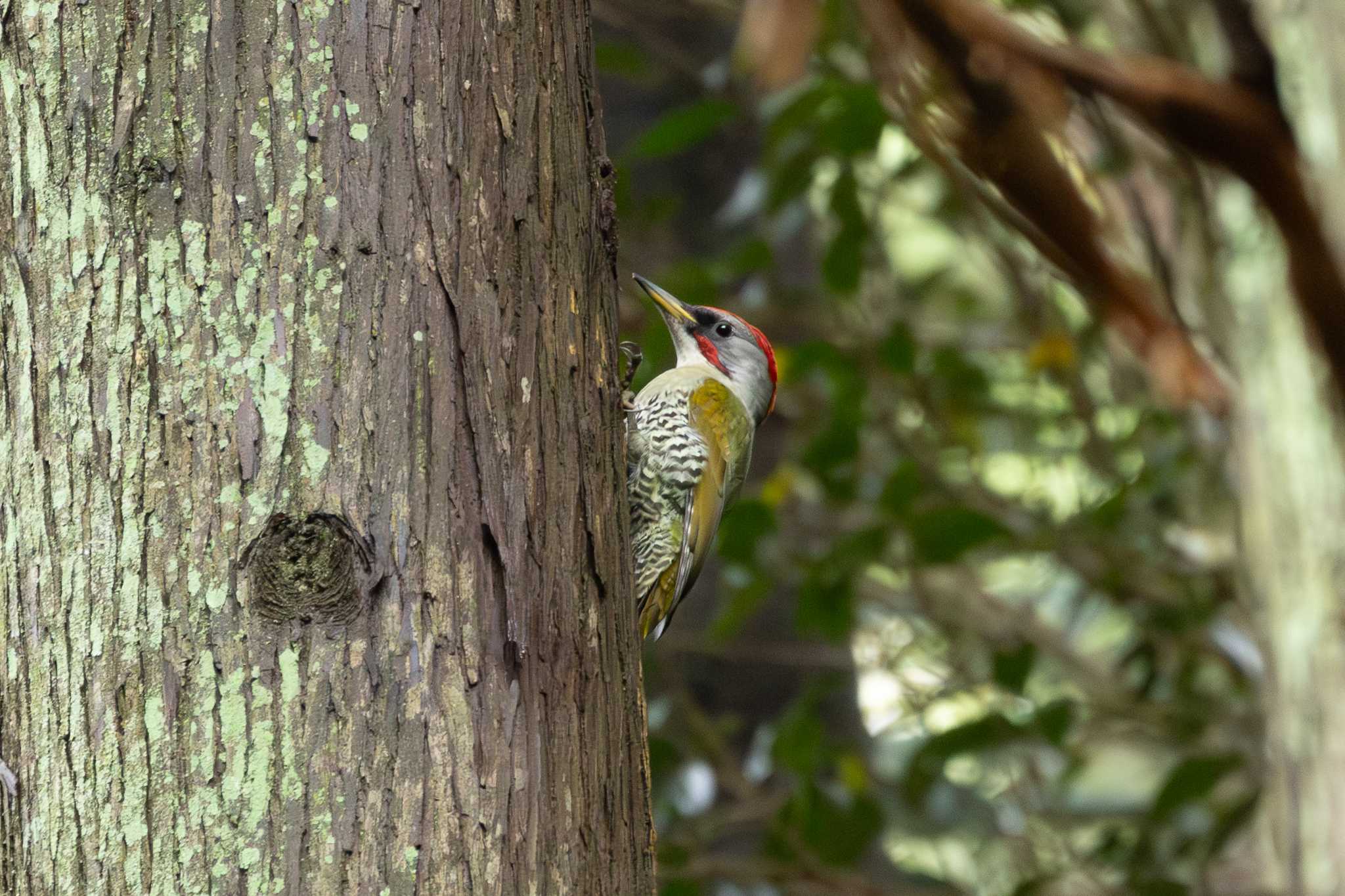 Photo of Japanese Green Woodpecker at 再度山 by zetsubouteacher