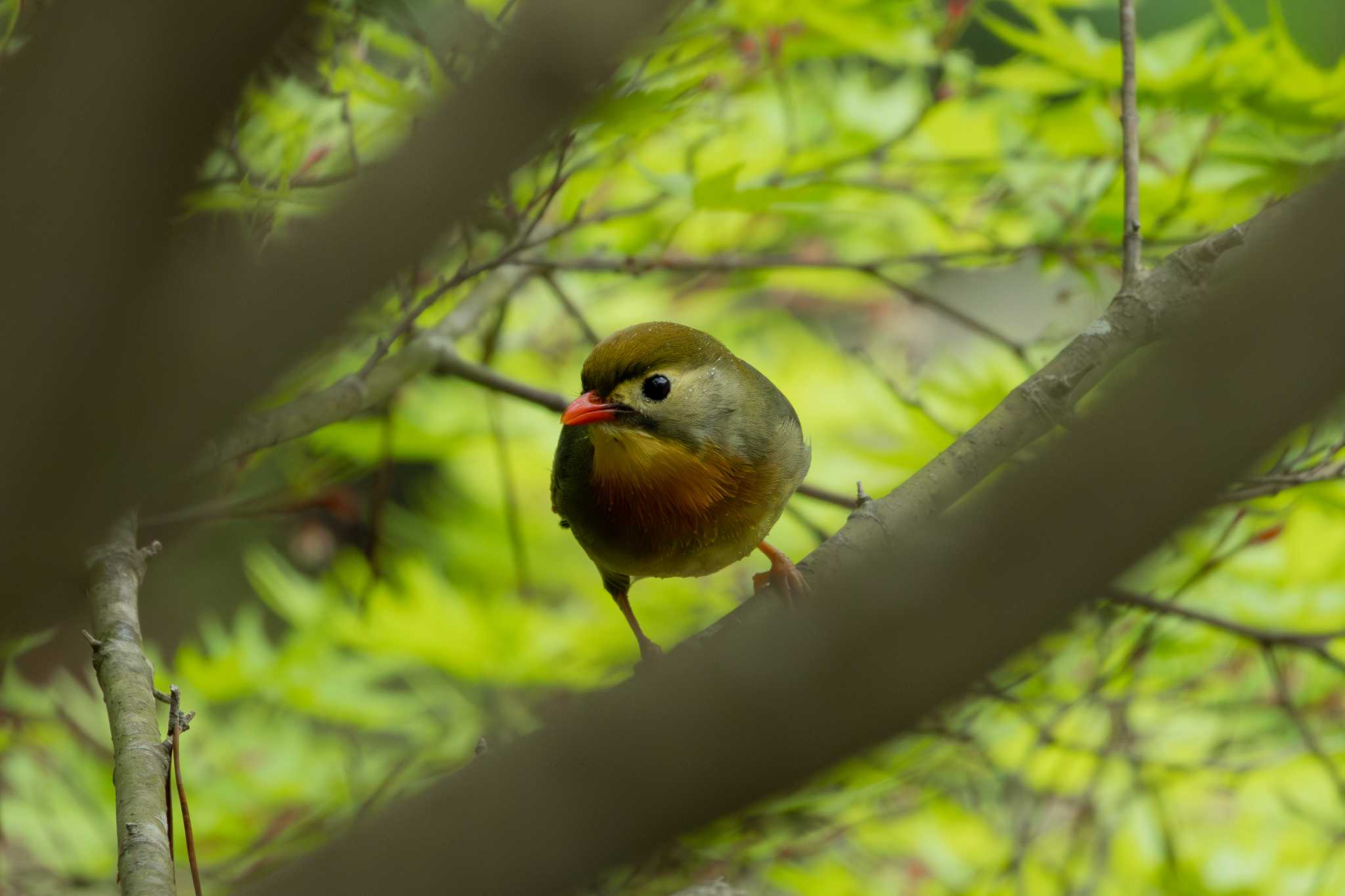 Photo of Red-billed Leiothrix at 再度山 by zetsubouteacher