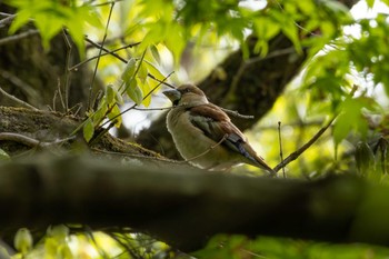 Hawfinch 再度山 Mon, 4/22/2024