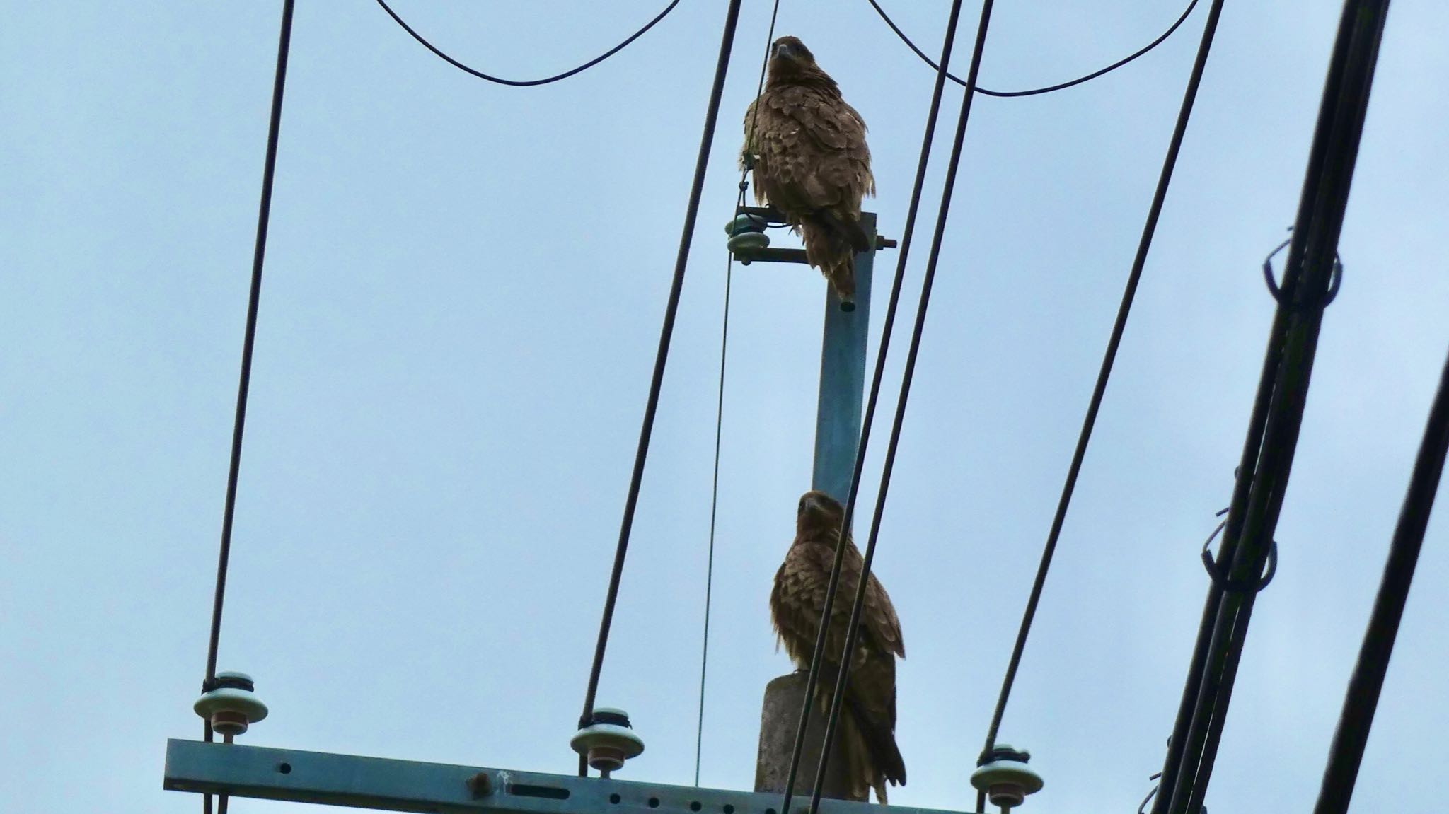 Black Kite