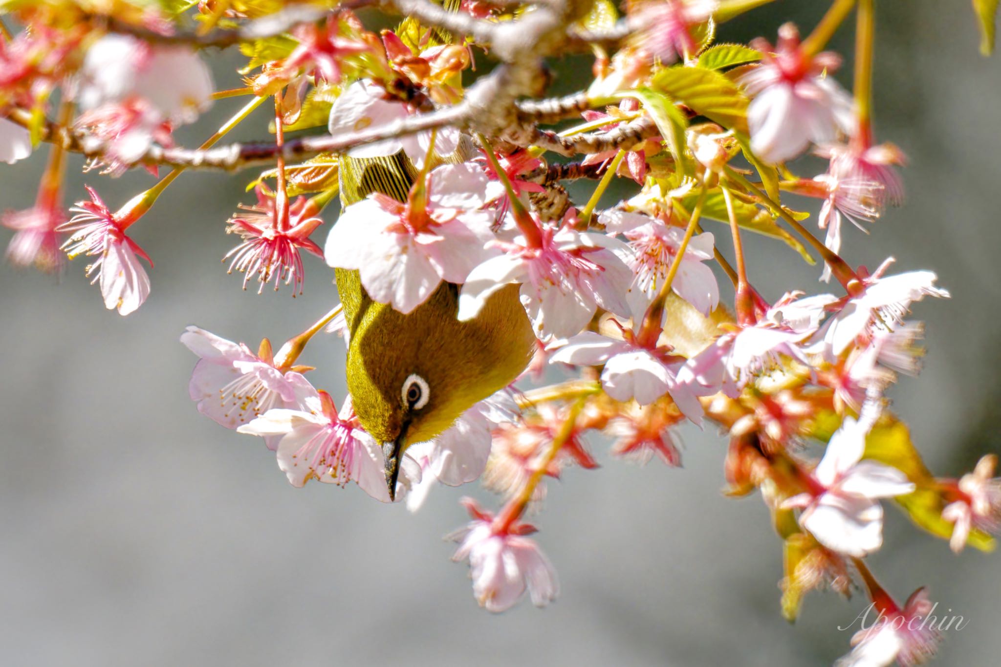 Photo of Warbling White-eye at 善福寺公園 by アポちん