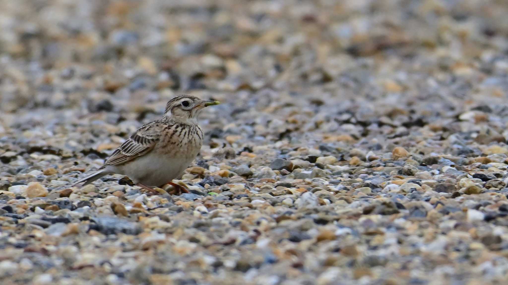 Eurasian Skylark