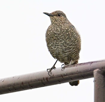 Blue Rock Thrush 平城宮跡 Sun, 4/21/2024