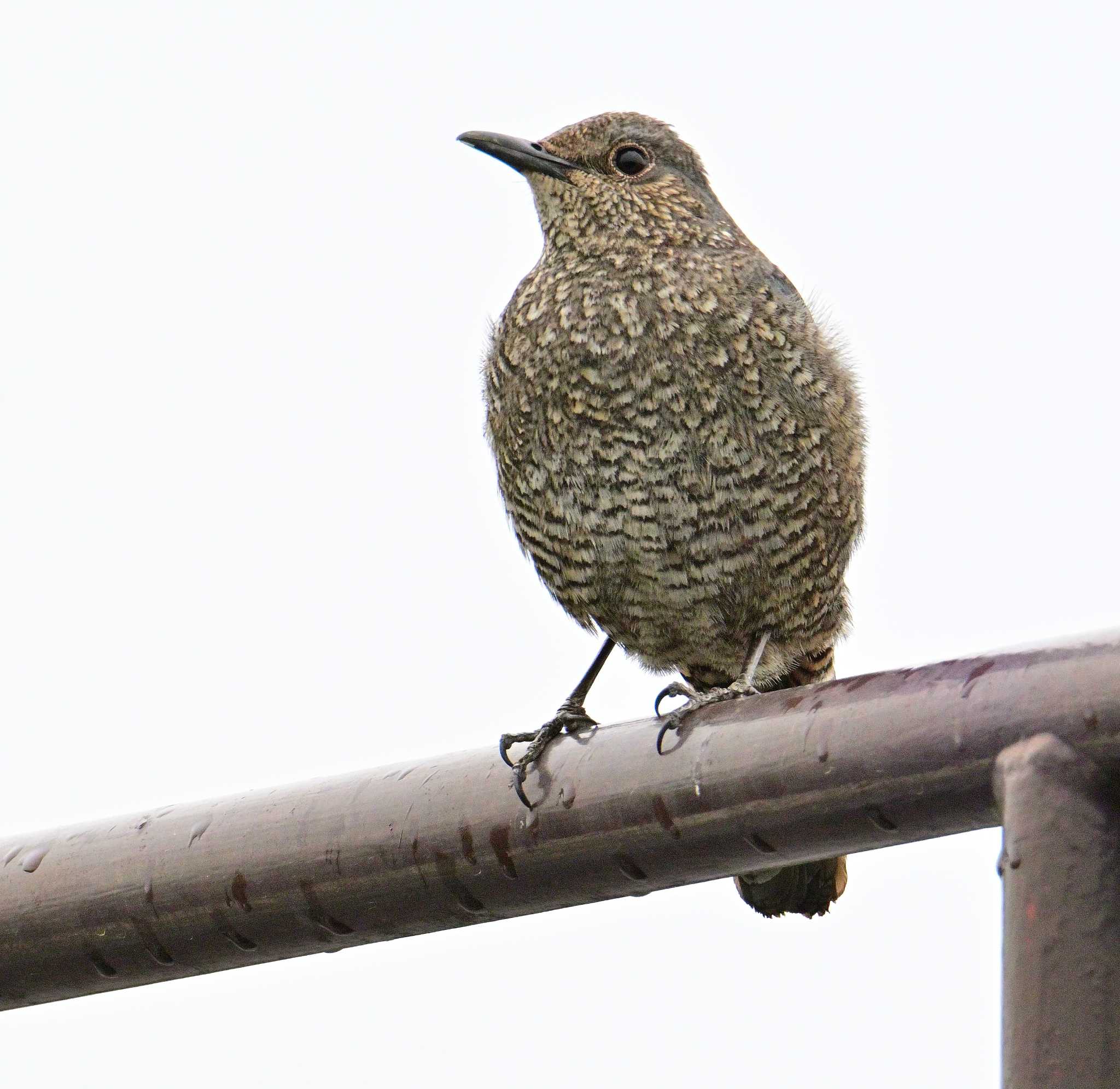 Blue Rock Thrush