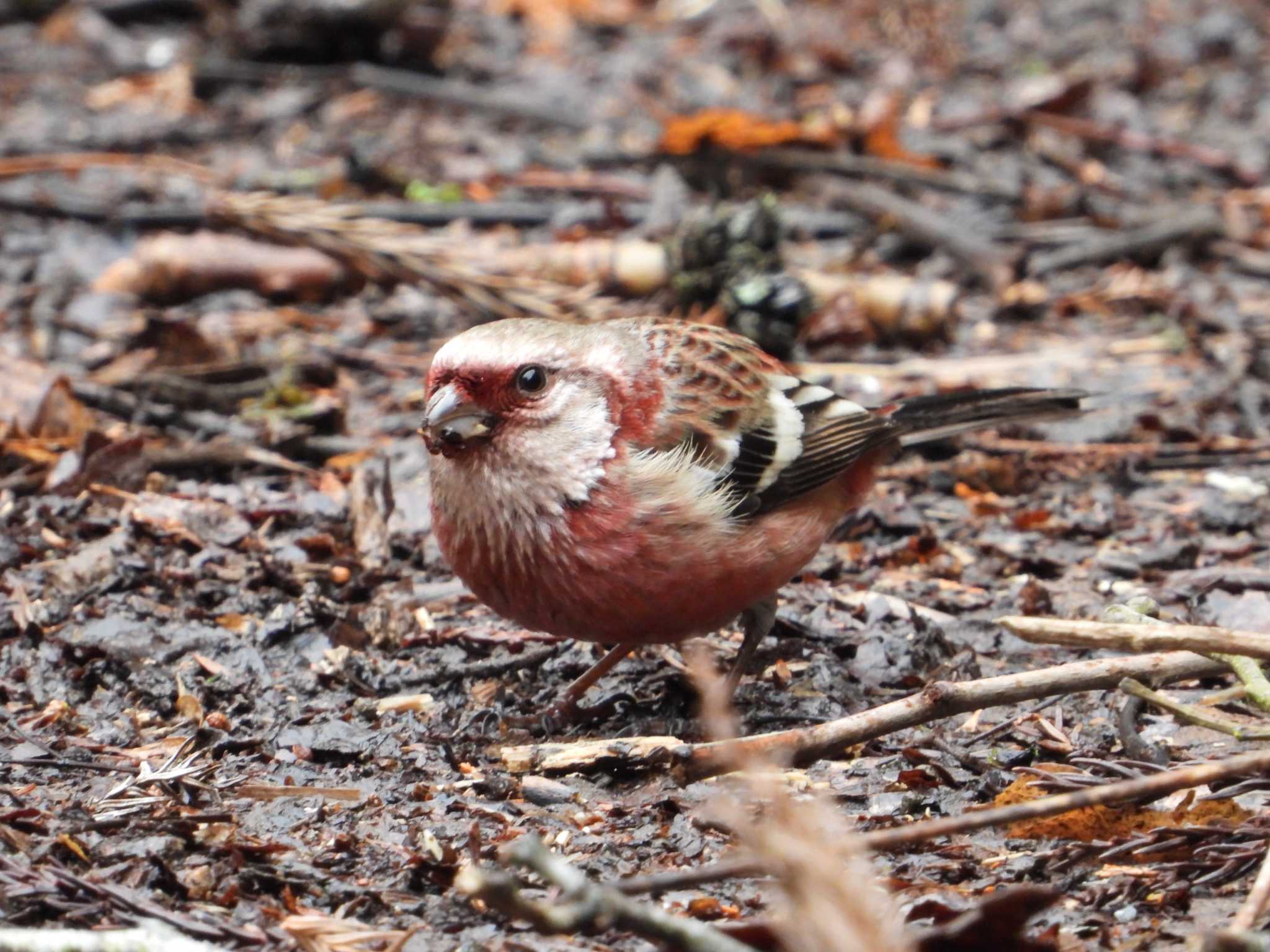 Siberian Long-tailed Rosefinch