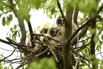 Long-eared Owl Watarase Yusuichi (Wetland) Mon, 4/22/2024