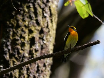 Narcissus Flycatcher 秩父 Fri, 4/22/2022