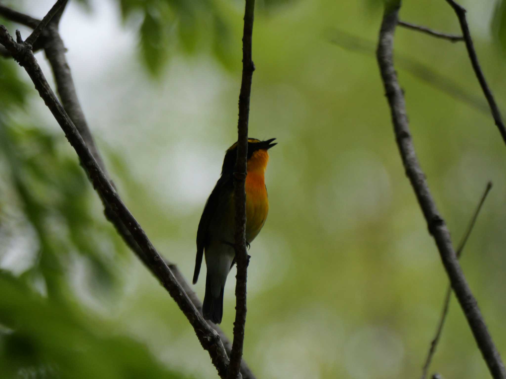 キビタキ3態、うち1枚は一昨年今頃撮影　　（原画です） by little birds