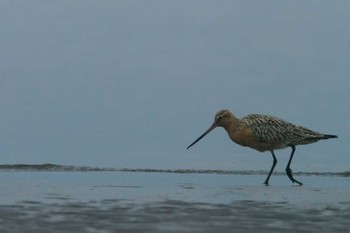 オオソリハシシギ ふなばし三番瀬海浜公園 2024年4月12日(金)