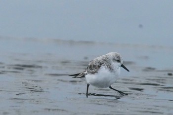 ミユビシギ ふなばし三番瀬海浜公園 2024年4月12日(金)