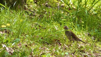 Pale Thrush 奈良県 Wed, 4/17/2024