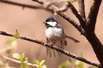 Coal Tit Hoshinoya Karuizawa Sat, 4/20/2024