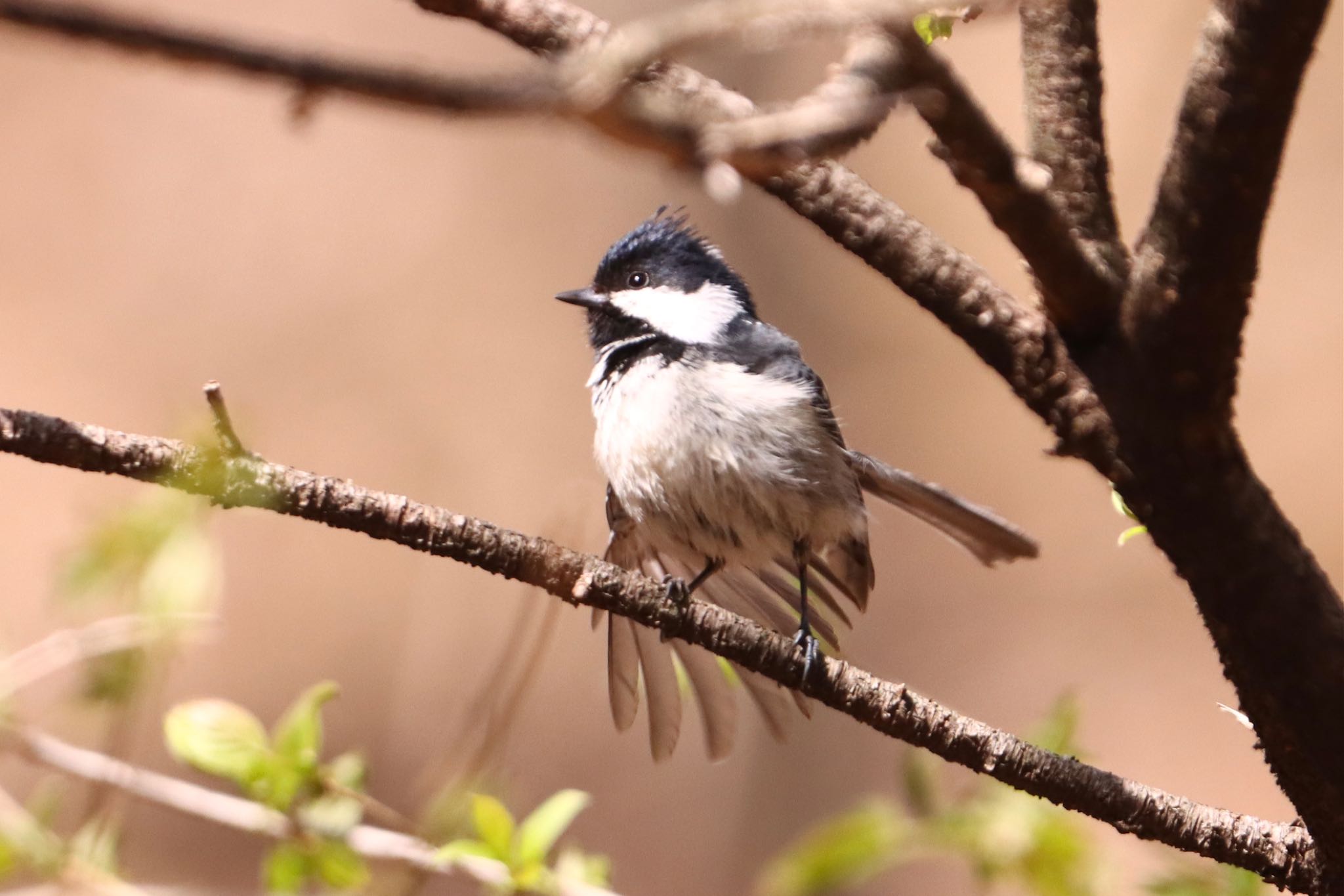 Photo of Coal Tit at Hoshinoya Karuizawa by 十三郎