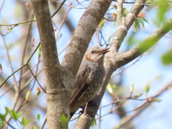 Brown-eared Bulbul 太白山自然観察の森 Sat, 4/20/2024