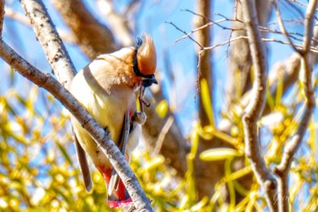 Japanese Waxwing 富岡総合公園(横浜市) Sun, 3/10/2024