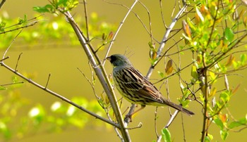 Masked Bunting 田原緑地 Sun, 4/14/2024