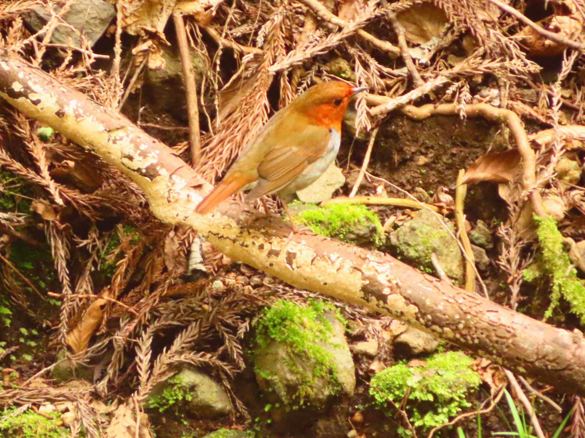 Japanese Robin