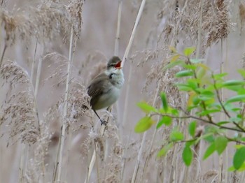 Oriental Reed Warbler 平城宮跡 Sun, 4/21/2024