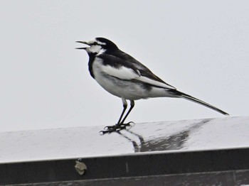 White Wagtail 平城宮跡 Sun, 4/21/2024