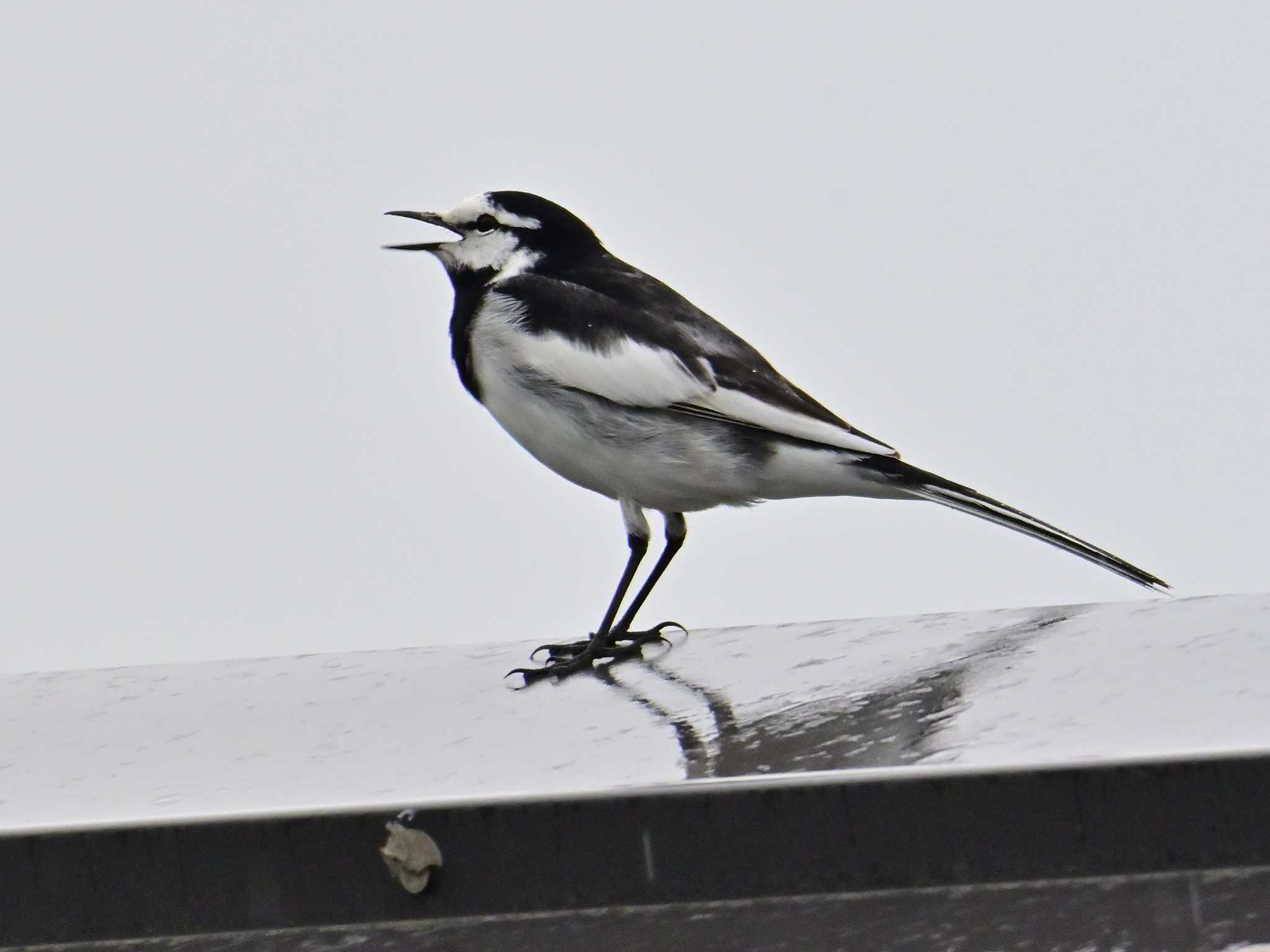 White Wagtail