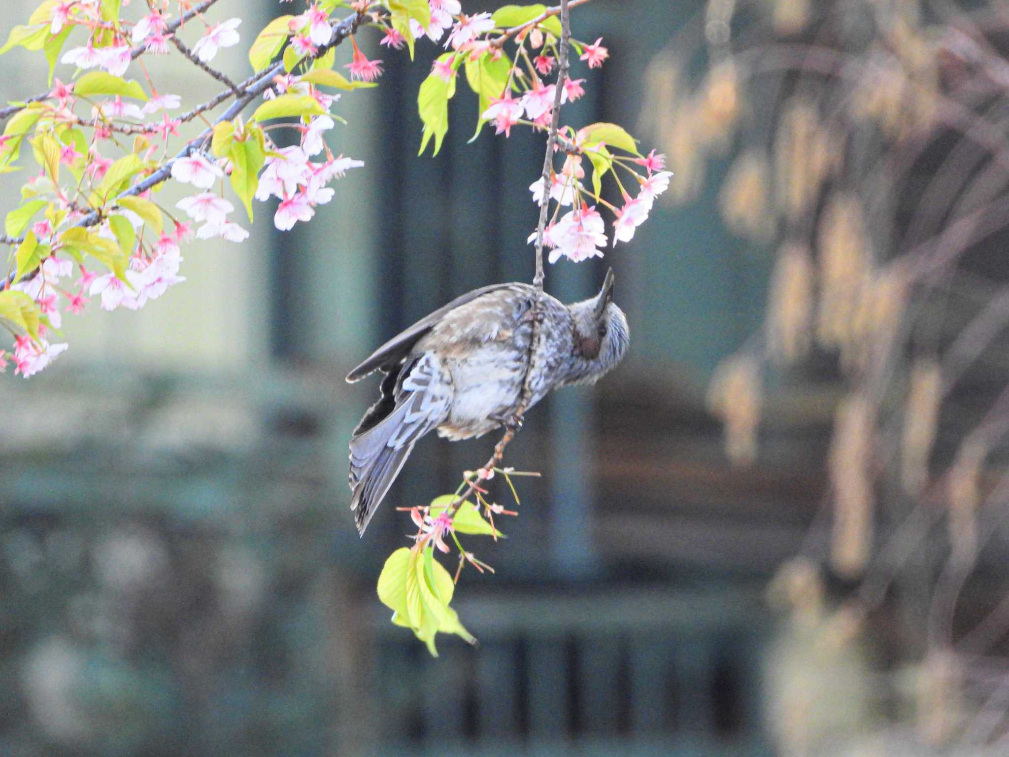 Photo of Brown-eared Bulbul at  by サジタリウスの眼