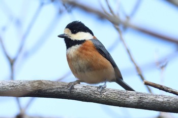 Varied Tit Arima Fuji Park Thu, 3/21/2024