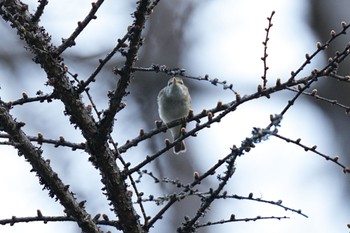 Sakhalin Leaf Warbler 秩父 Sat, 4/20/2024