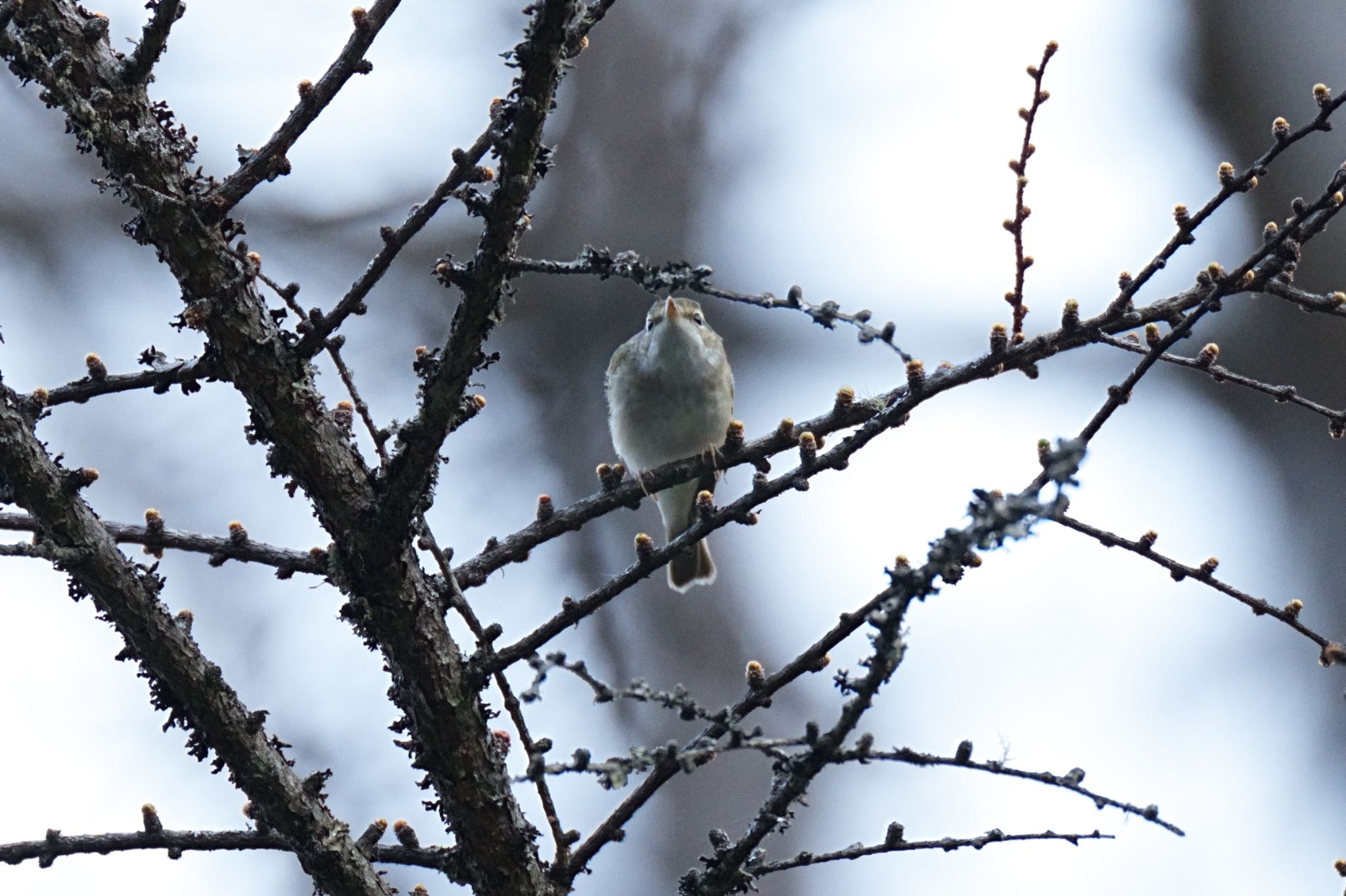 Photo of Sakhalin Leaf Warbler at 秩父 by アカウント5227