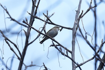 Sakhalin Leaf Warbler 秩父 Sat, 4/20/2024