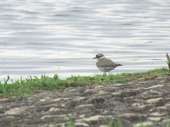 Little Ringed Plover Musashino-no-mori Park Sun, 4/21/2024