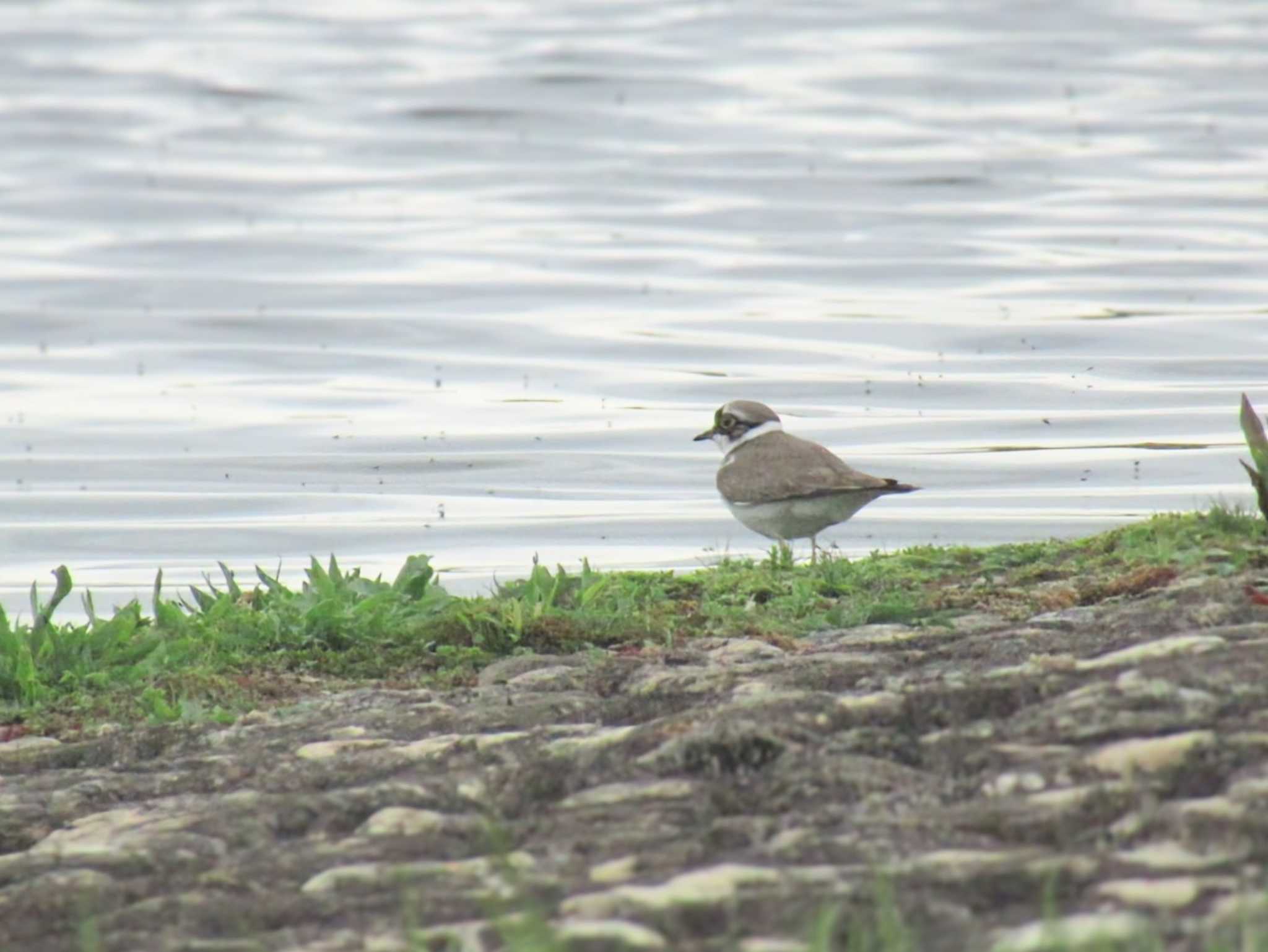 Little Ringed Plover