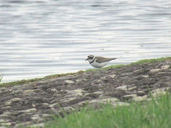 Little Ringed Plover Musashino-no-mori Park Sun, 4/21/2024