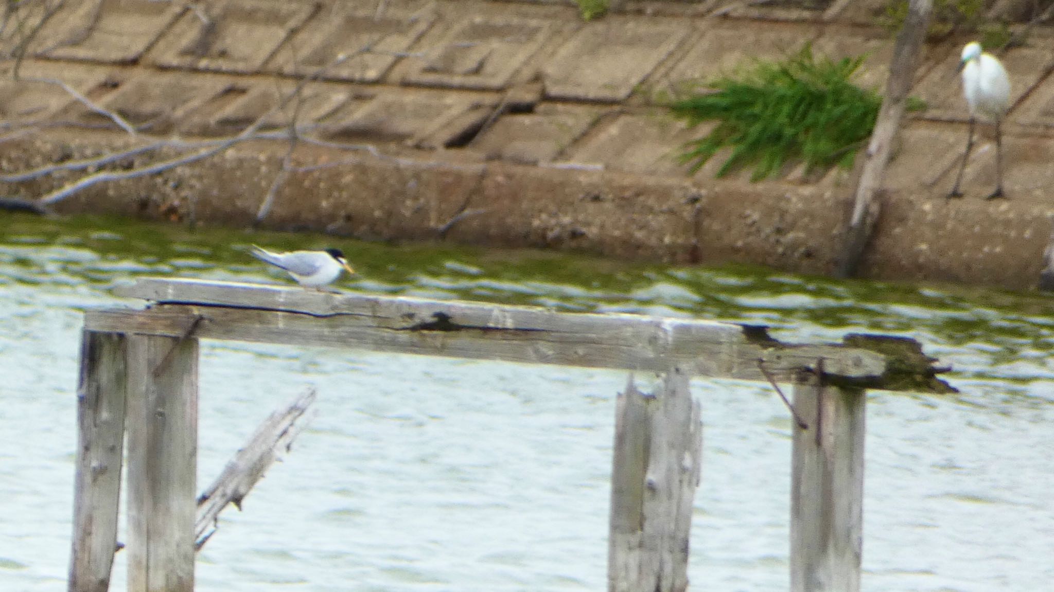 Little Tern