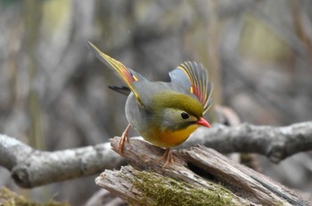 Red-billed Leiothrix Yanagisawa Pass Sun, 4/21/2024