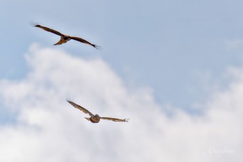 Rough-legged Buzzard 利根川 Sat, 3/9/2024