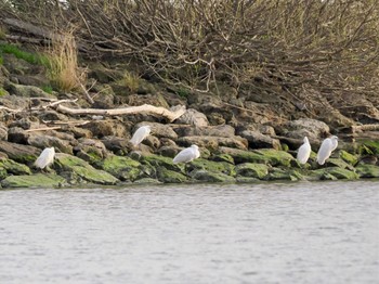 クロツラヘラサギ 葛西臨海公園 2024年4月11日(木)