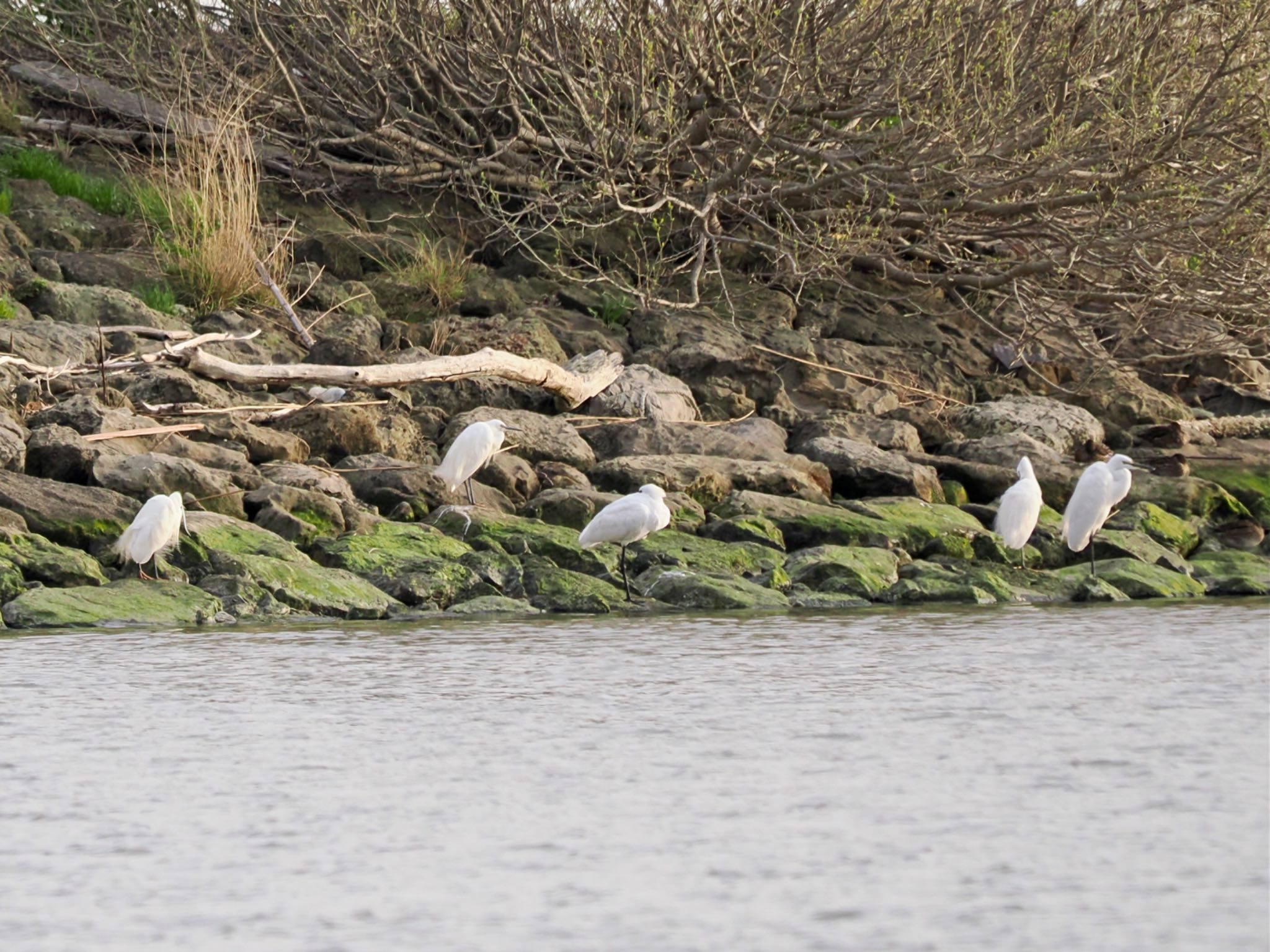 Black-faced Spoonbill