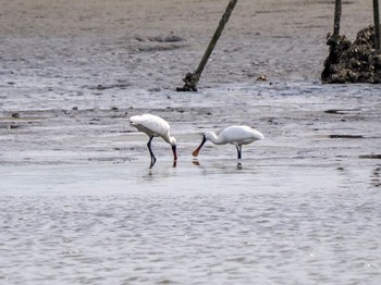 クロツラヘラサギ 葛西臨海公園 2024年4月11日(木)