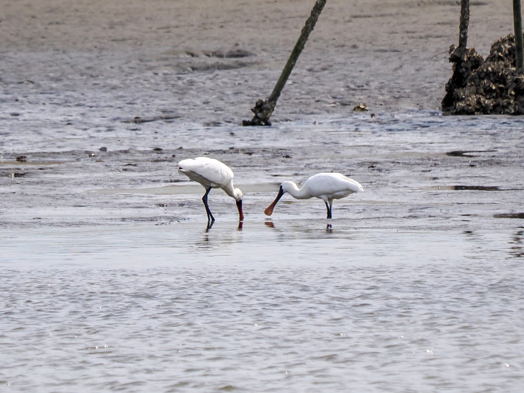 Black-faced Spoonbill