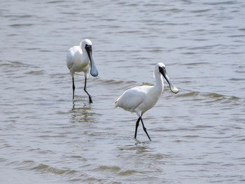 クロツラヘラサギ 葛西臨海公園 2024年4月11日(木)