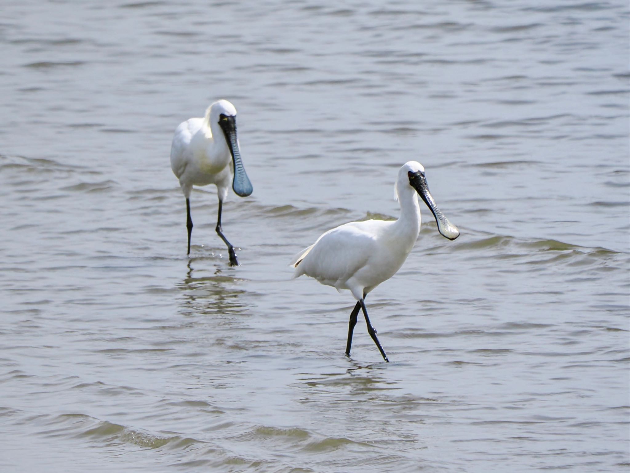 Black-faced Spoonbill