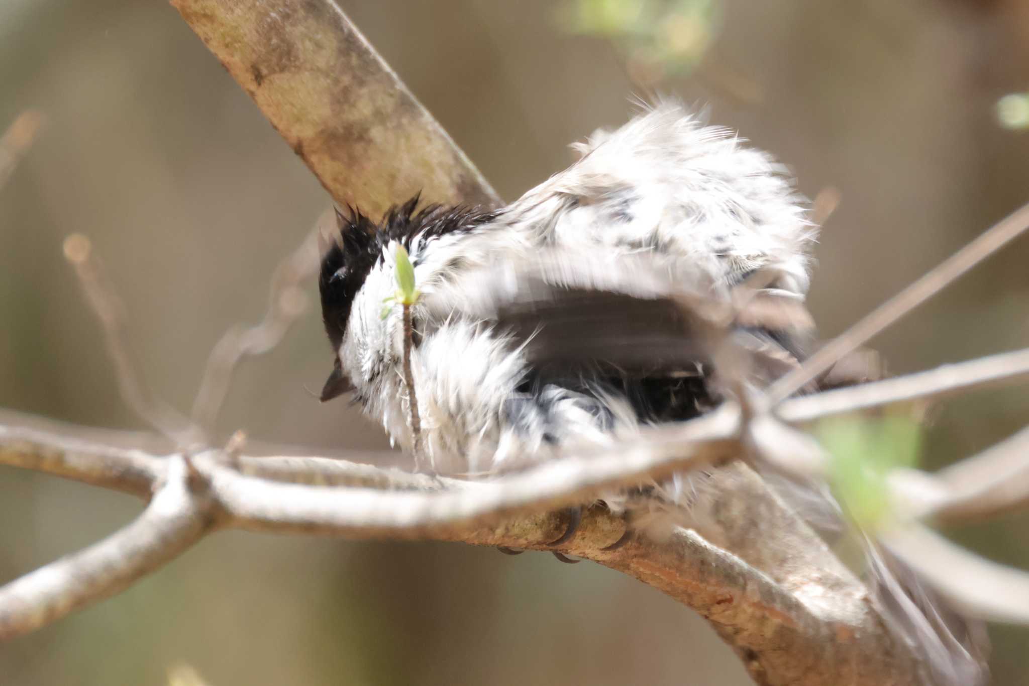 Photo of Willow Tit at Saitama Prefecture Forest Park by ひろ