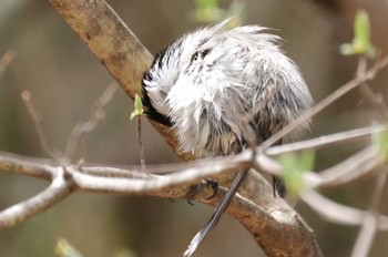 Willow Tit Saitama Prefecture Forest Park Tue, 4/16/2024