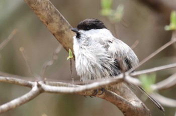 Willow Tit Saitama Prefecture Forest Park Tue, 4/16/2024