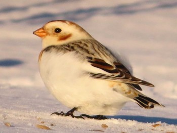 Snow Bunting 鵡川河口 Sun, 1/28/2024